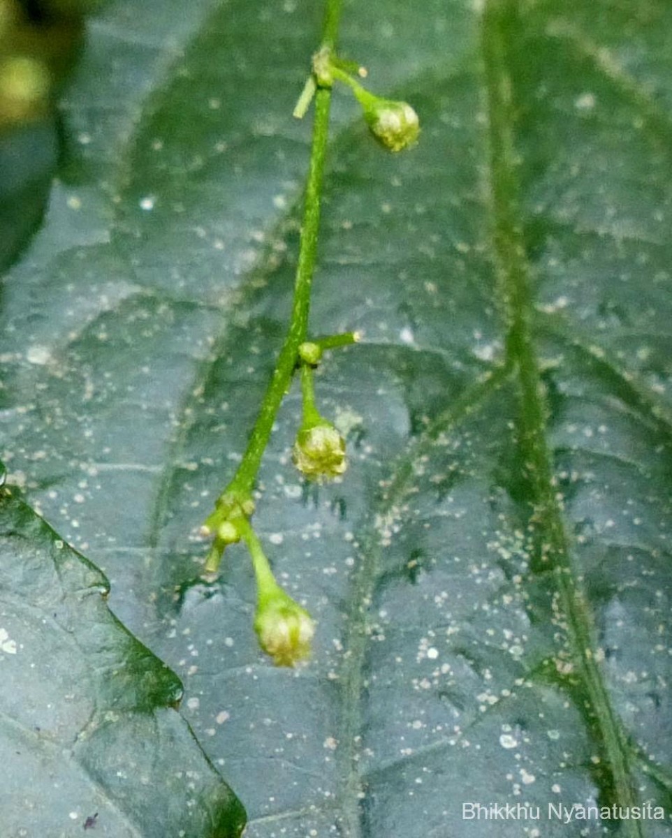 Micrococca oligandra (Müll.Arg.) Prain